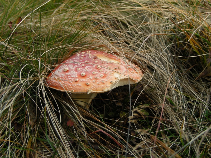 Viva le Hygrocybe!!!